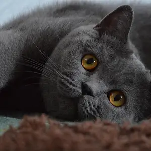 Кот на вязку, Душанбе