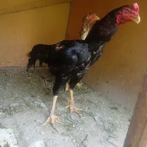 Дакан, Душанбе