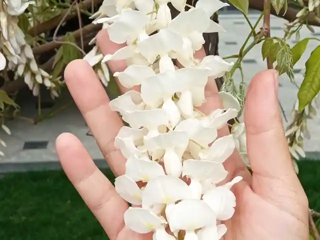 Глициния белая, Душанбе