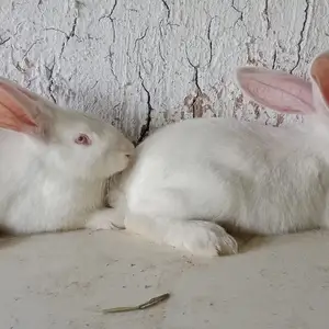 Харгуш, Душанбе