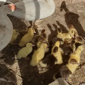 Урдакчуча, Канибадам