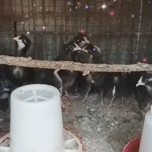 Чучаи доминант, Гиссар