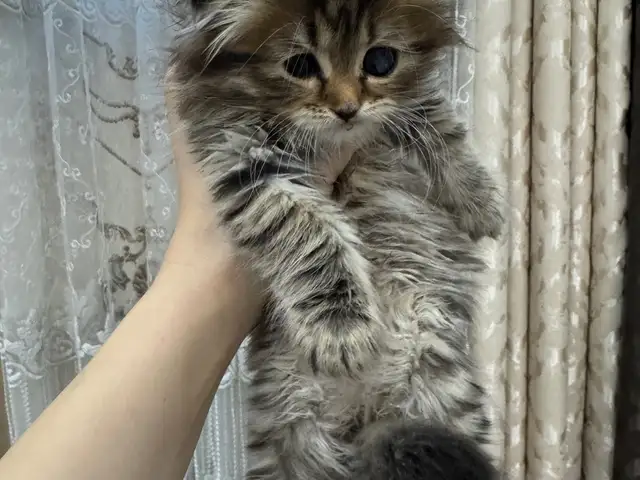 Шотландский Вислоухий котёнок, Бохтар (Курғон-Теппа)