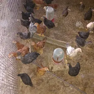 Чучахо, Худжанд