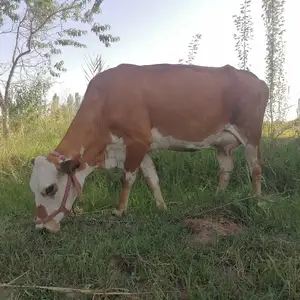 Гови гусоладор, Хамадани