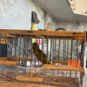 Канарейка, Душанбе