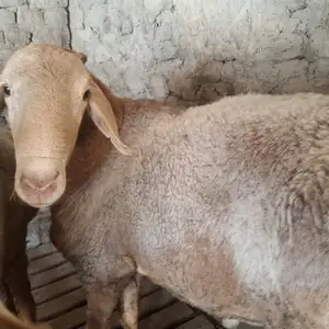 Гусфанд, Худжанд