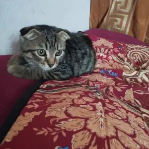 Шотландская кошкка, Душанбе