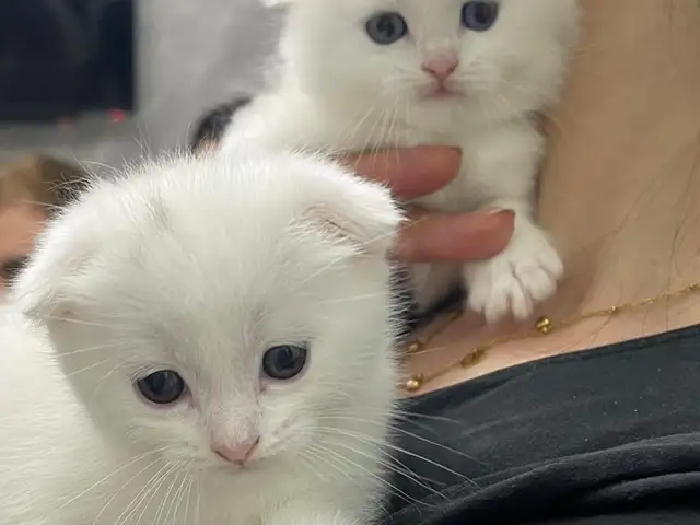 Котенок, Душанбе