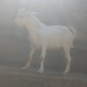 Буз, Турсунзаде