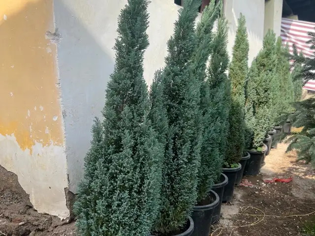 Арчаи фосфори, Душанбе