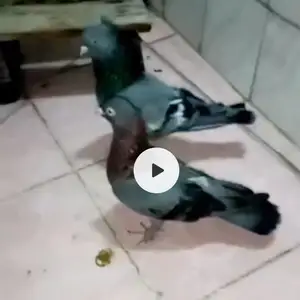 Голуби, Душанбе