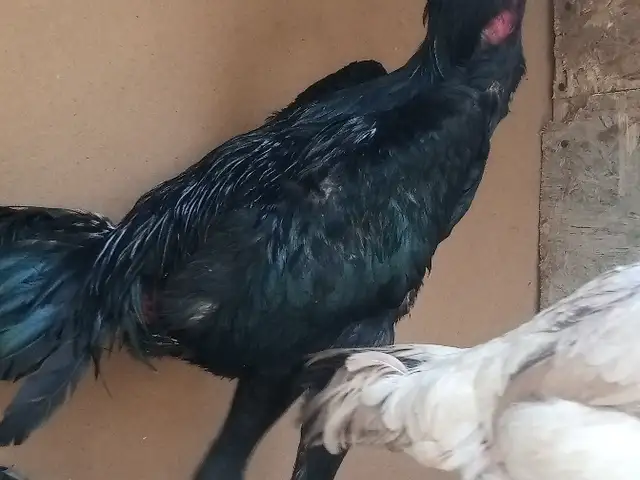 Хурузчуча мокён, Вахдат