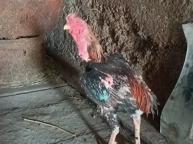 Хурус, Душанбе