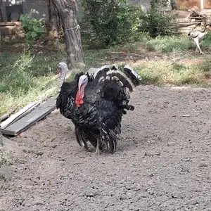 Мург, Матча