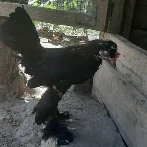 Хурус Японча, Турсунзаде