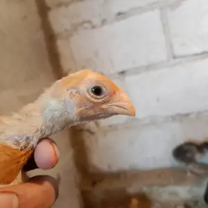 Чучаи япон шамо, Яван