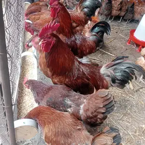 Ломан Браун, Душанбе