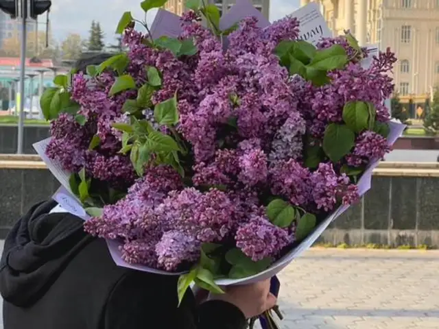 Цветы Лаванда, Душанбе