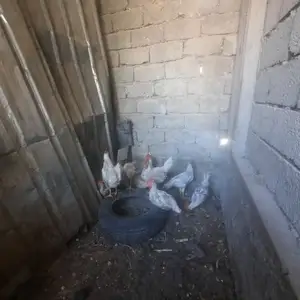 Мурги инкубатор, Душанбе