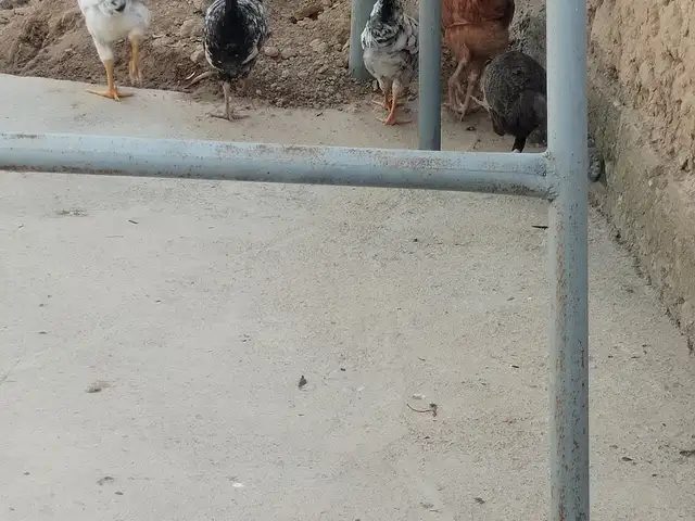 Чучахо, Турсунзаде