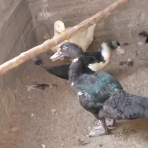 Утка, Худжанд