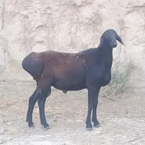 Гусфанд, Ховалинг