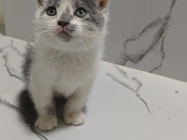 Вислоухий котёнок, Душанбе