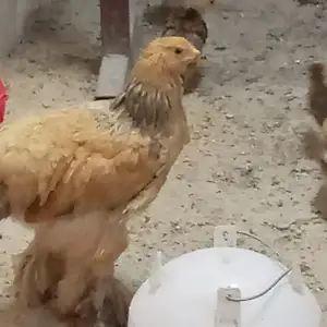 Мургхои Брама, Худжанд