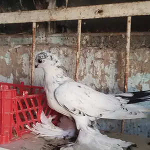 Голубь Лохматая, Худжанд