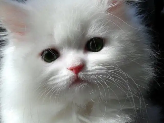 Шотландский котенок, Душанбе