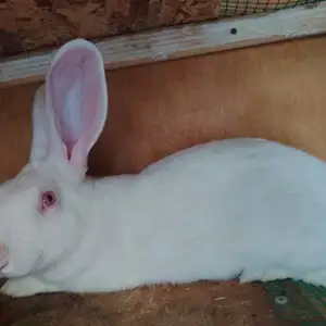 Кролик Хикол, Душанбе