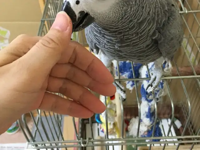Жако, Душанбе