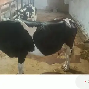 Гов, Вахдат