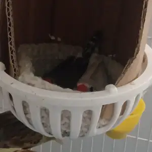 Пара Амадин, Душанбе