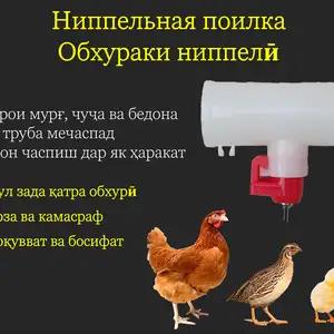 Поилка/Обхураки ниппелии трубагӣ, Душанбе
