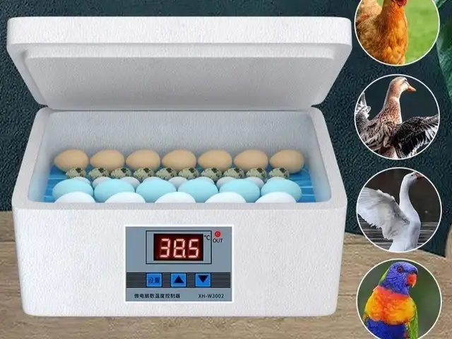 Инкубатор, Душанбе