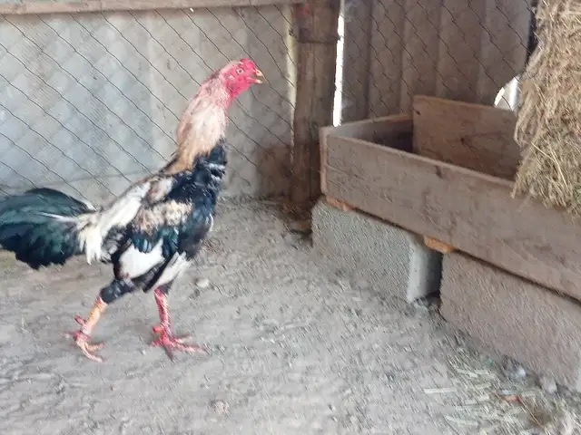 Хурус, Турсунзаде