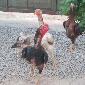 Дакан, Душанбе
