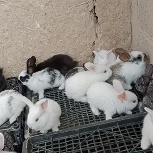 Харгуш 9км, Душанбе