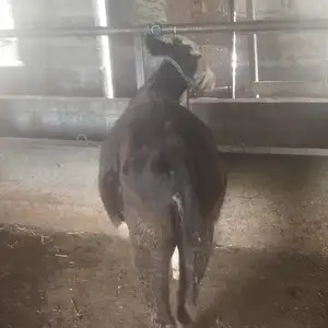 Гуночин, Гиссар