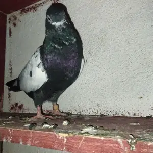 Голубь, Душанбе