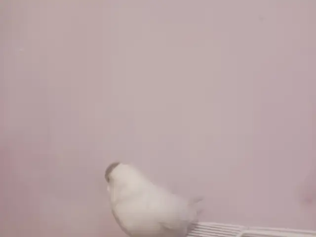 Попугай, Душанбе