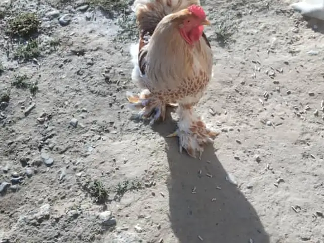 Мургои тухумкун, Деваштич (Ғончӣ)