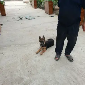 Немецкий Овчарка, Душанбе