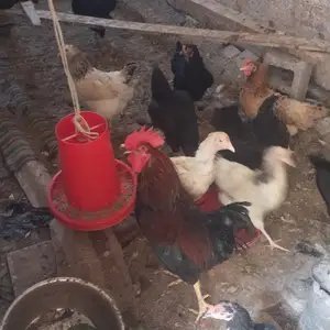 Мург хонаги тухмкун, Худжанд