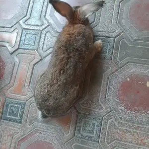 Харгуш, Худжанд