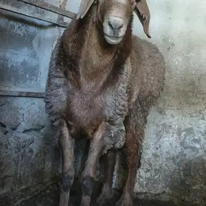 Гусфанд, Худжанд