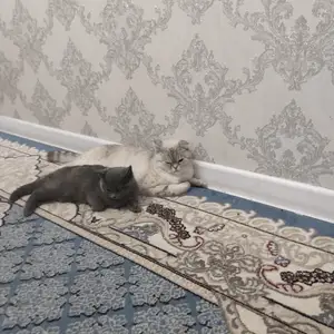 Шотландская кошка, Душанбе