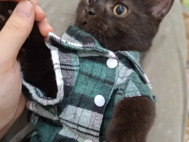 Шотландский прямоухий котёнок, Хуҷанд